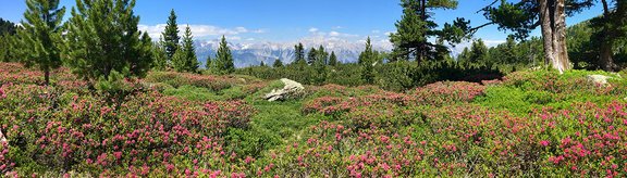 Rostblättrige Alpenrose (Rhododendron ferrugineum) am Patscherkofel