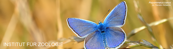 Polyommatus icarus