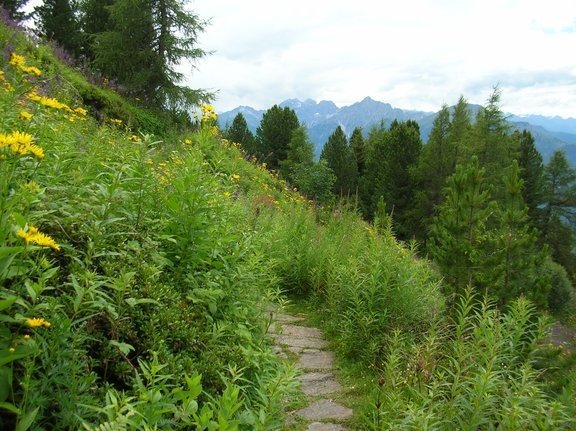 Alpengarten Patscherkofl