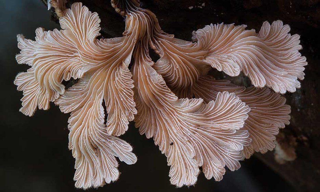 Schizophyllum